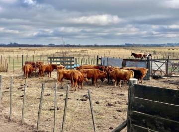 Campo · 1110000m² · Campo - Rosario