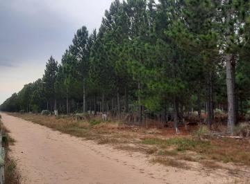Campo · 28000000m² · Campo Forestal y Ganadero en Corrientes
