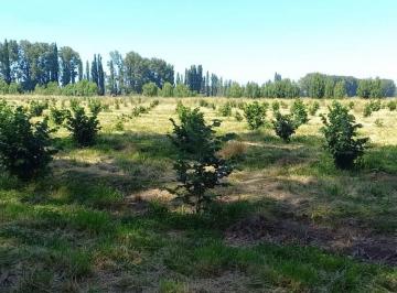 Campo · 60m² · 3 Ambientes · Chacra en Venta - 2 Dorm. 1 Baño - 29 Hectáreas - Idevi, Viedma, Río Negro