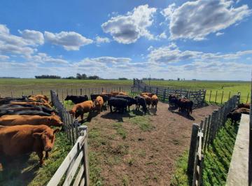 Campo · 170m² · Campo en Venta, 170 Has, Saladillo.
