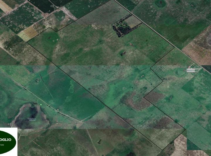 Campo