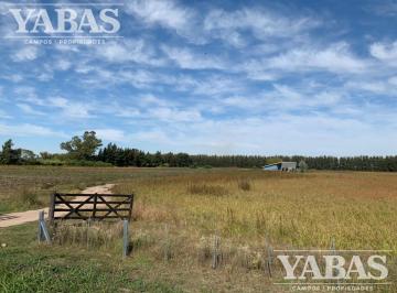 Campo · 80000m² · 3 Ambientes · Venta - Campo - 8 Ha - San Pedro (Bs. As)