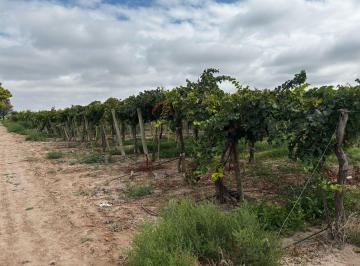 Campo , El Carrizal · Venta de Finca 13.3 Has en El Carrizal, Luján de Cuyo - Mendoza