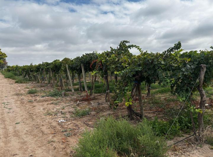 Campo · 300m²