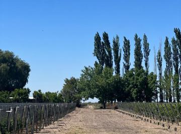 Campo , Santa Rosa · Campo de 25 Ha en Venta – 23 Ha Plantadas - Financia Dueño Directo
