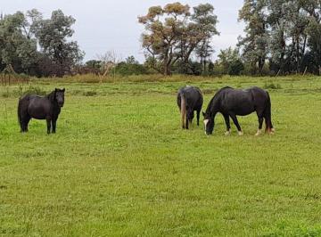 Campo · 4500ha · Venta Lote 38.250 m² Maximo Paz (3,82 Ha)