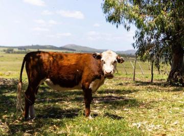 Campo · 12ha · Venta Chacra Campo 12 Has Minas Lavalleja