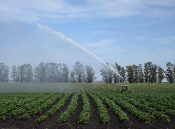 Campo , Balcarce · Campo Agricola en Venta, San Agustín, Balcarce