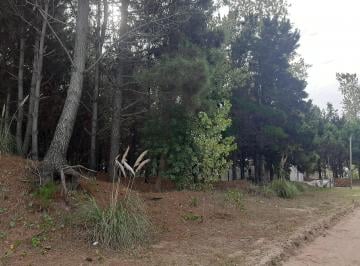 Terreno · 1000m² · Venta Lote en San Bernardo 20 X 50 m Forestado Zona Bosque