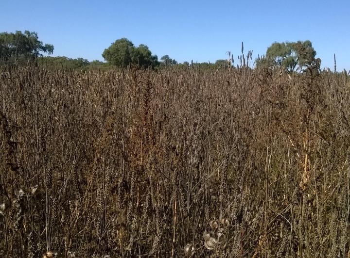 Terreno · 600ha