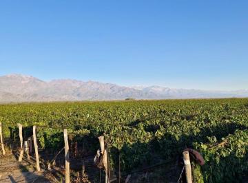 Campo · 50m² · Finca Modelo en Altamira, El Cepillo, San Carlos, Mendoza