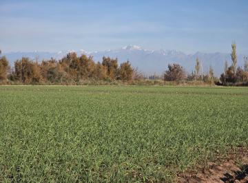 Terreno , Alto Verde · Venta de Finca en Alto Verde, Junin - Mendoza