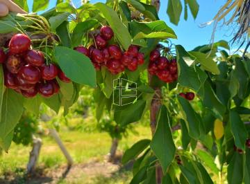 Campo · 2000000000m² · Venta - Chacra en Producción - Manzana, Pera, Cereza, Almendra - R022