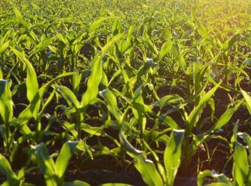 Campo · 200000ha · Campo en Venta - 20 Ha