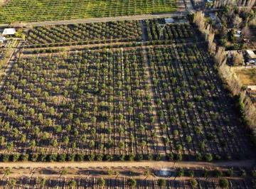 Campo · 100ha · Venta Finca con Olivos y Ciruelos en Coquimbito