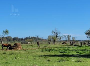 Terreno · 1620000m² · Venta Campo Agricola de 162 Has con Galpones y Casa de Visitas en Gral. Rodriguez