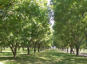 Campo · 62359m² · Campo de 6 1/4 Ha con Plantación de Nueces Pecán