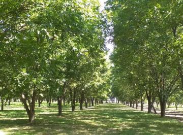 Campo · 62359m² · Campo de 6 1/4 Ha con Plantación de Nueces Pecán