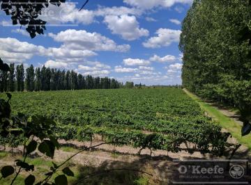 Campo · 120m² · 3 Ambientes · Oportunidad, Finca en Venta de 46 Has en San Rafael, Mendoza
