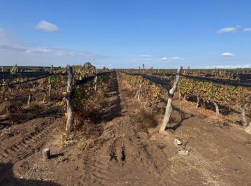 Campo , Luján de Cuyo · Contacto Propiedades Inmobiliaria Vende