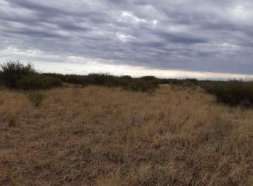 Campo · 28ha · Campo 28 Ha con Pozo El Ramblón San Martin Mendoza
