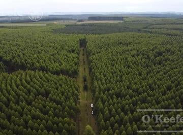 Campo · 10170000ha · 5 Ambientes · Campo en Venta de 1017 Has, Forestal Mixto 80 % Aprovechable, Virasoro Corrientes
