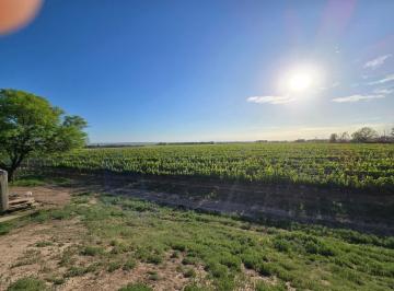 Campo , Anchoris · Finca en Venta en Ugarteche, Luján de Cuyo - Mendoza