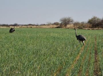 Campo · 3180000m² · 1 Ambiente · Campo Agrícola en Venta en Tucumán Ideal Para Caña de Azúcar