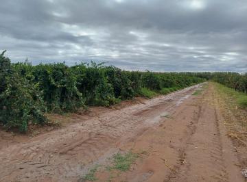 10 HAS UVA MALBEC CON MALLA ANTIGRANIZO · Fincas Guaymallen y Lavalle en Venta