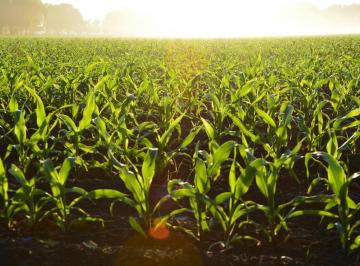 Campo · Campo en Venta, 31 Ha en Soldini.