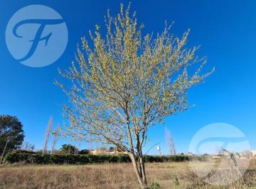 Terreno · 425m² · San Pedro (Ba) I Loteo La Mora