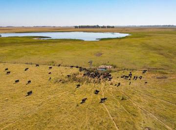 Campo · 82ha · Venta de Campo Ganadero Partido de Azul