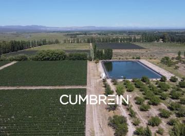 Campo · 500000m² · Finca Vitivinícola en Producción | 50 Ha | Escala Industrial | Seguridad Hídrica | San Rafael