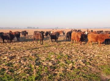 Campo · 470000m² · Campo en Coronel Vidal