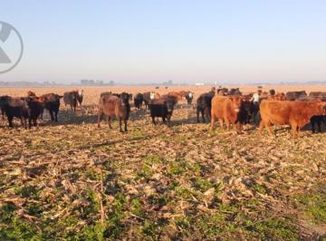 Campo · 470000m² · Campo en Coronel Vidal