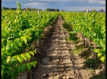 Campo , Ugarteche · Finca y Bodega en Ugarteche