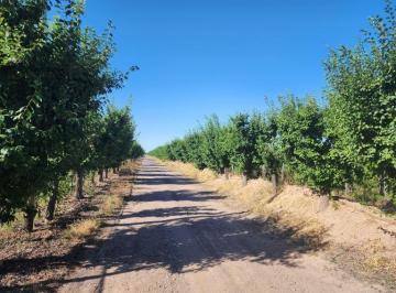 Campo , Maipú · Venta de 62 Ha en Barrancas, Maipú