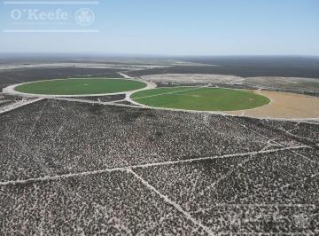 Campo · 1370000m² · Campo en Venta 137 Has en Zapata