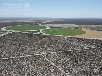 Campo · 1370000m² · Campo en Venta 137 Has en Zapata