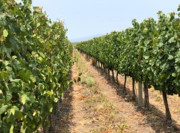 VIÑEDO · Terreno con Viñedo Productivo y Aptitud Para Construcción - Tupungato, Mendoza