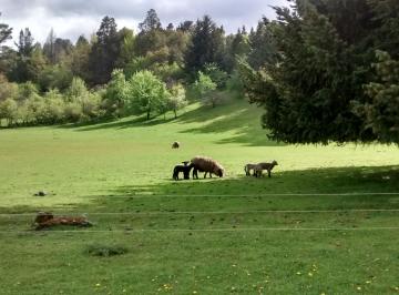 Campo , El Hoyo · Chacra en El Hoyo, Chubut