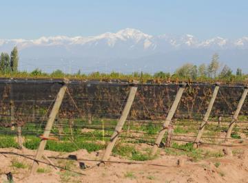 Campo · 42000m² · Finca en San Roque