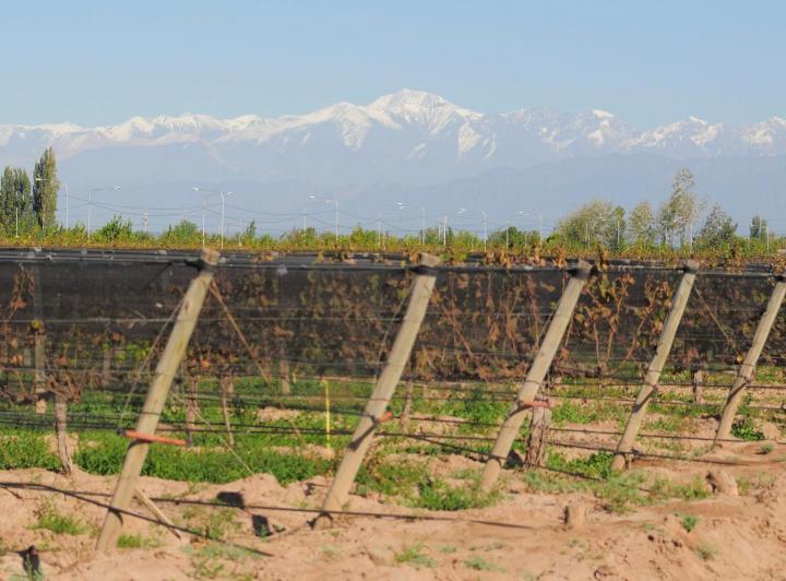 Campo · 42000m²