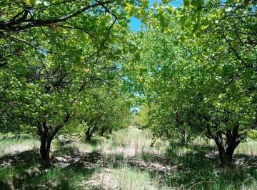 Campo , San Rafael · Finca de 3 Ha San Rafael, Provincia de Mendoza