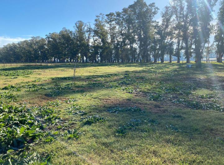 Terreno · 2450m²
