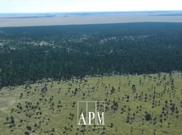 Campo · 433m² · Venta | Campo Forestal de Pinos – Puerto Valle, Corrientes
