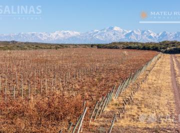 Campo · 1690000m² · Finca con Viñedos y Olivos en El Carrizal