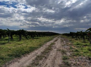 Campo , Santa Rosa · Finca Divisadero