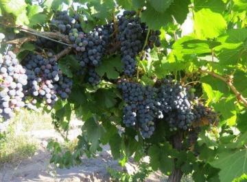 Campo , San Rafael · Finca de 10 Has, San Rafael, Mendoza.