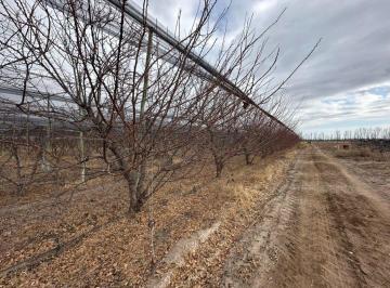 Campo de 6 ambientes, San Rafael · Finca 18 Ha San Rafael, Provincia de Mendoza